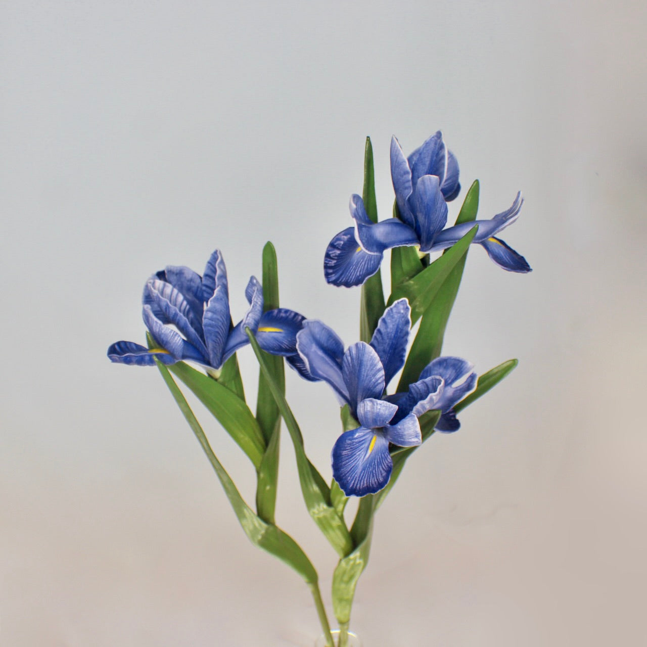 Blue Dutch Iris