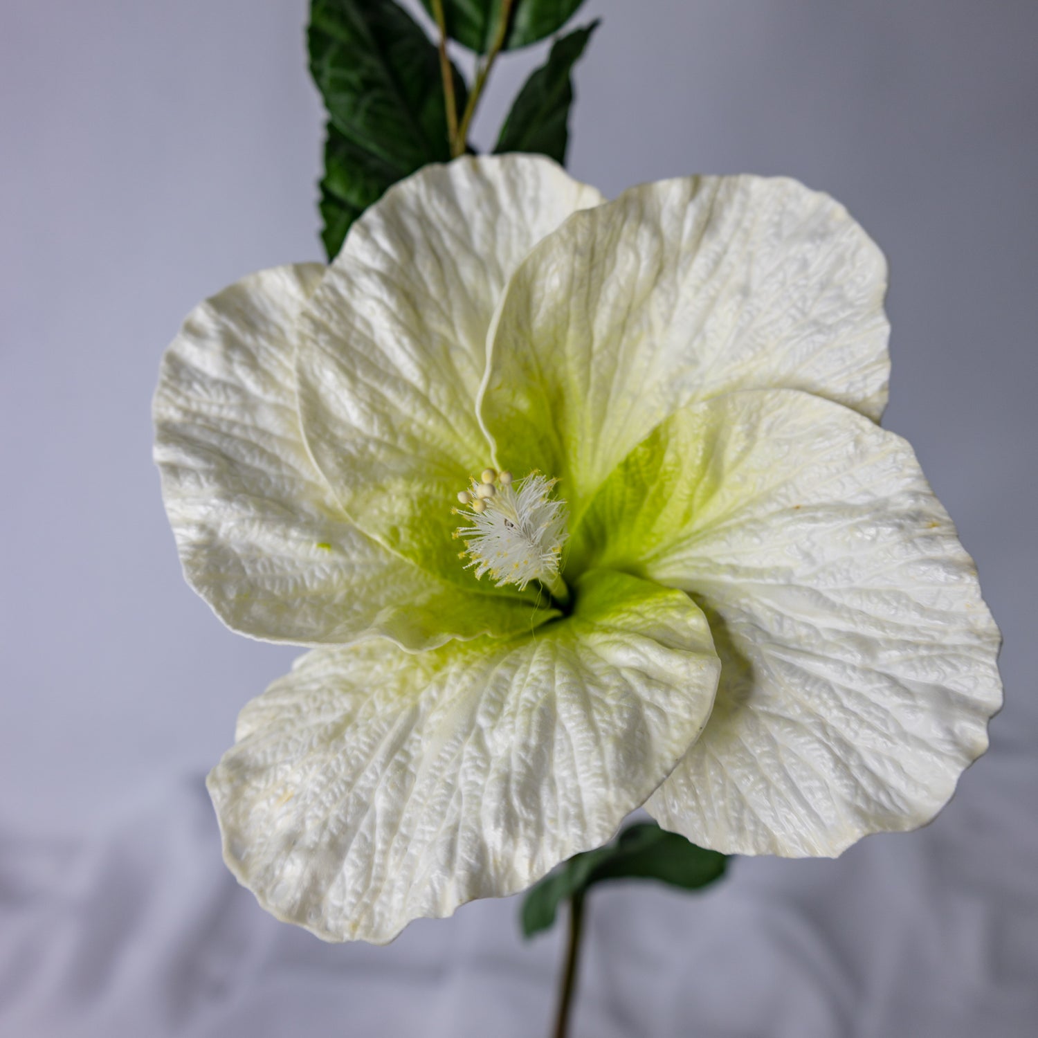 Hibiscus Large