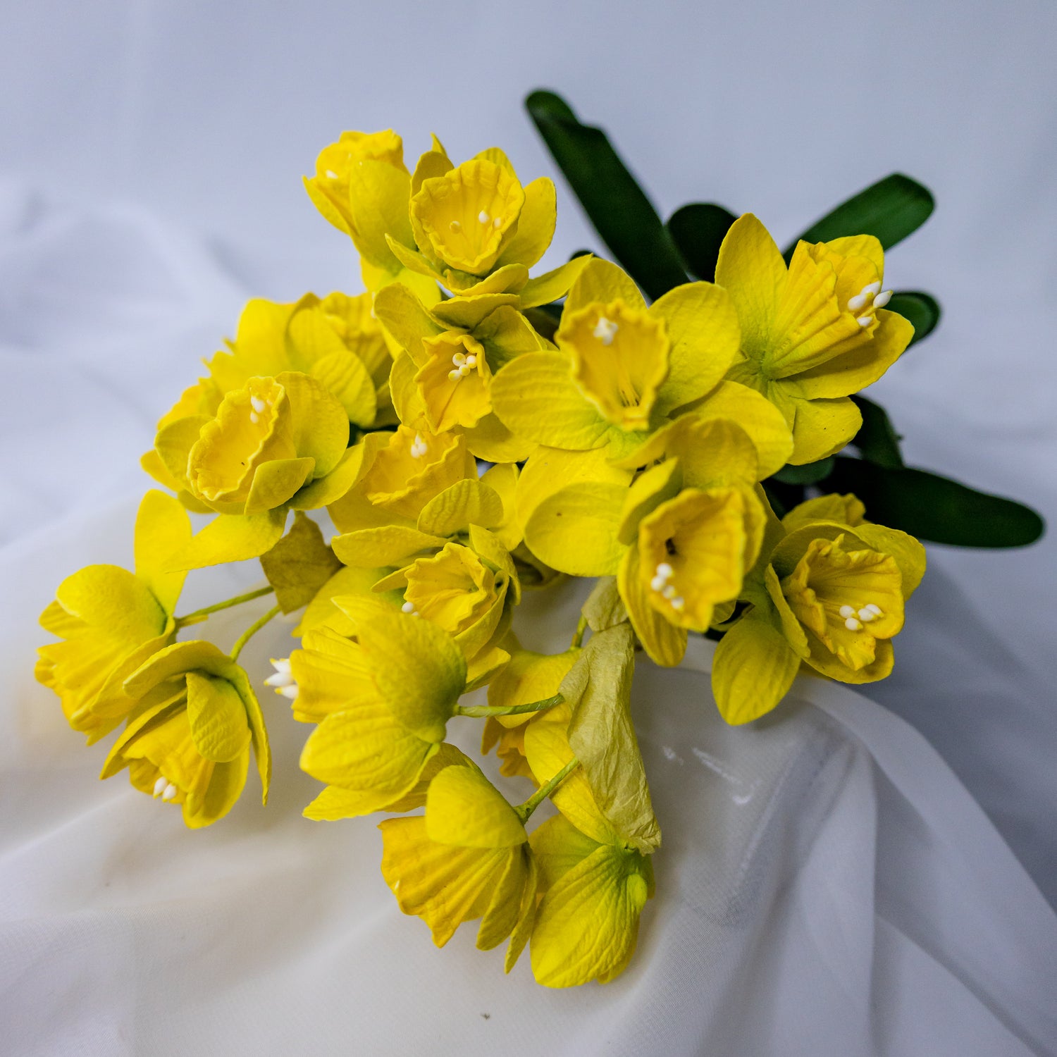 Narcissus/Jonquils