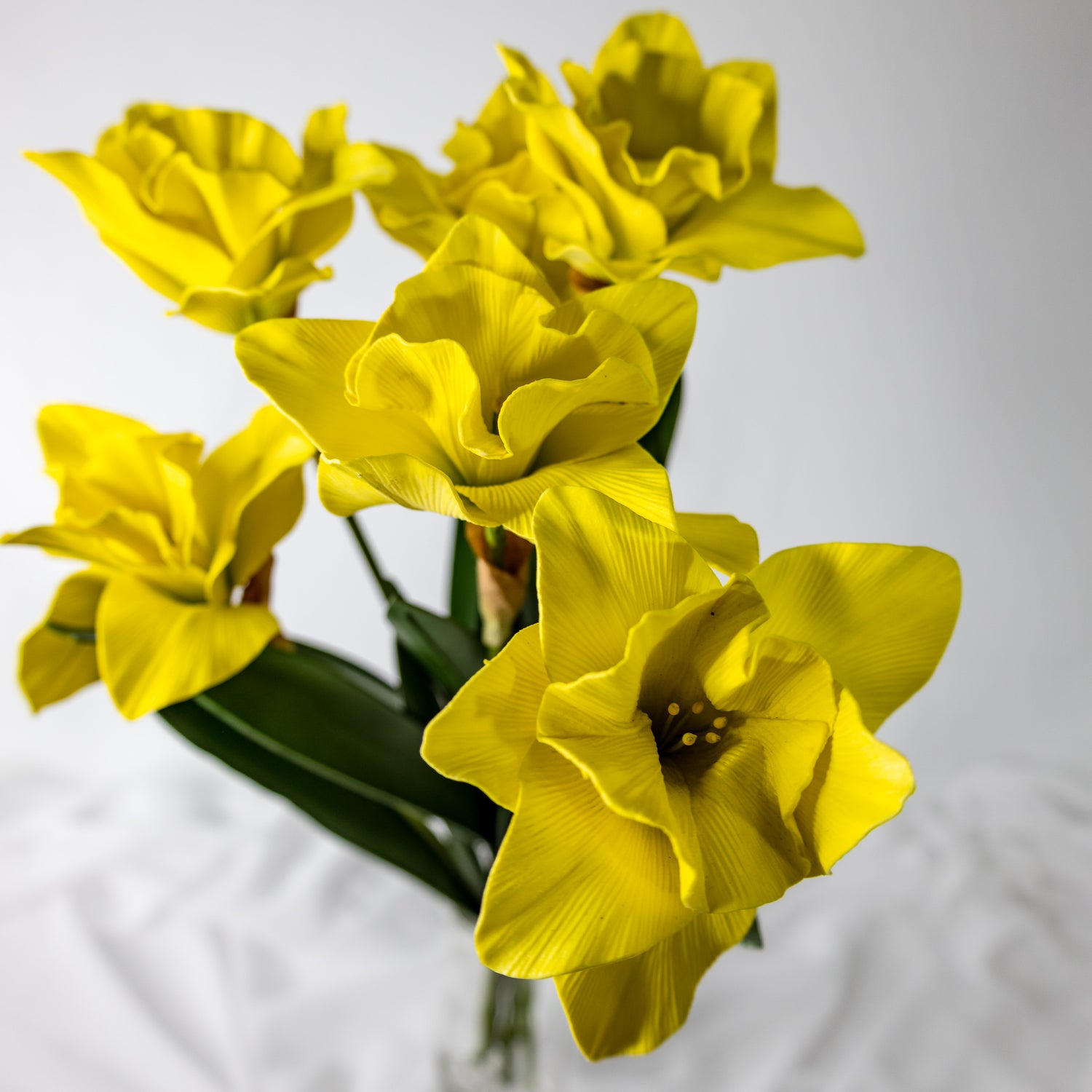 Daffodils