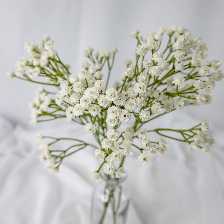 Baby's Breath (Gypsophila)