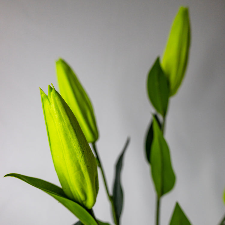 Lily Buds