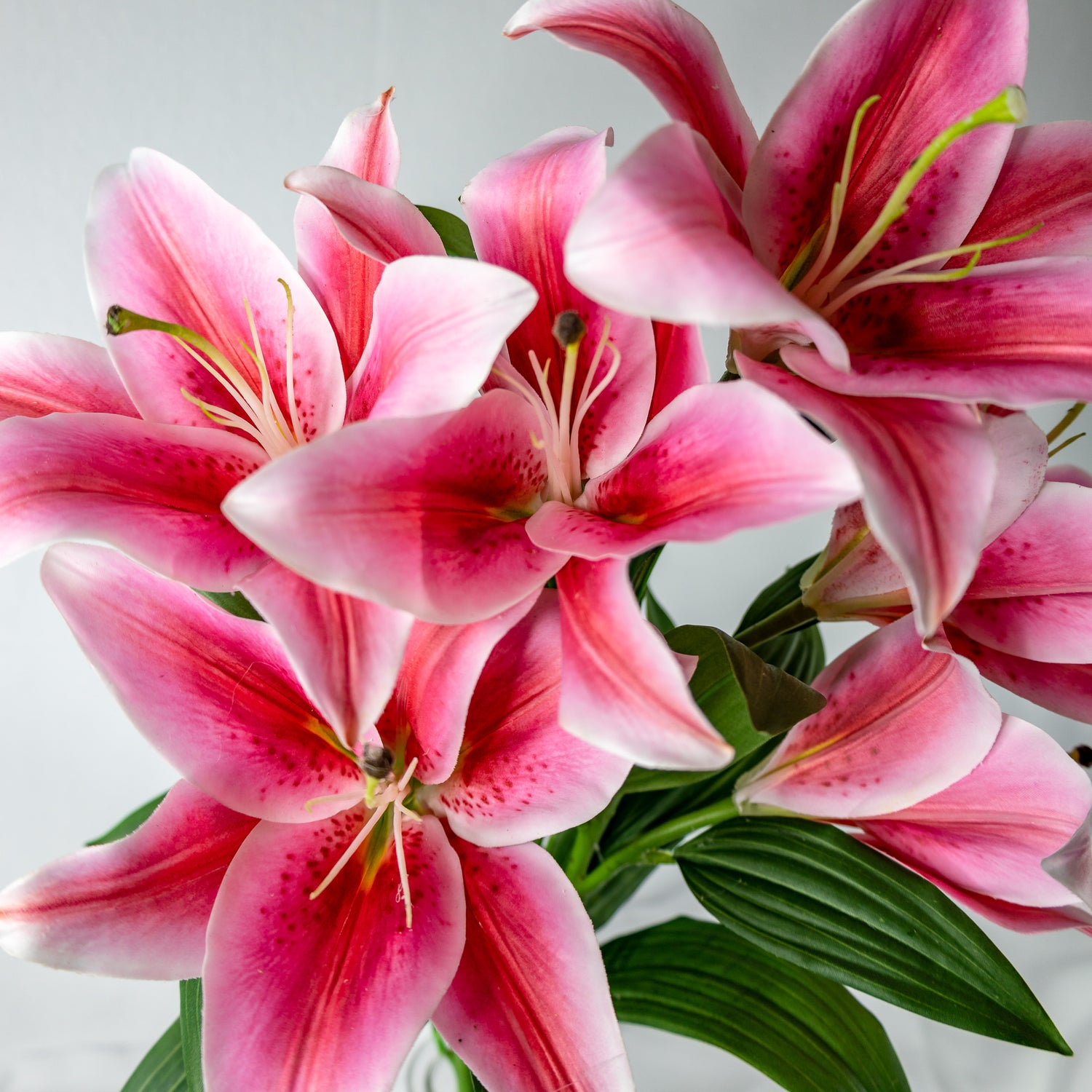 Oriental Lilies