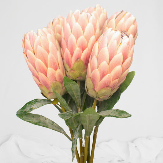 Pink Protea /Pink Ice Stem - Realistic Artificial Flowers