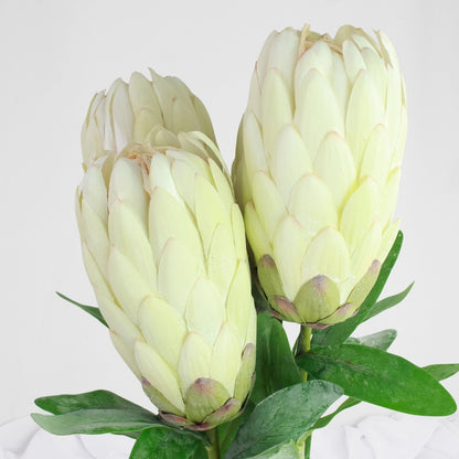 White Protea Stem / Pink Ice - Realistic Artificial Flowers