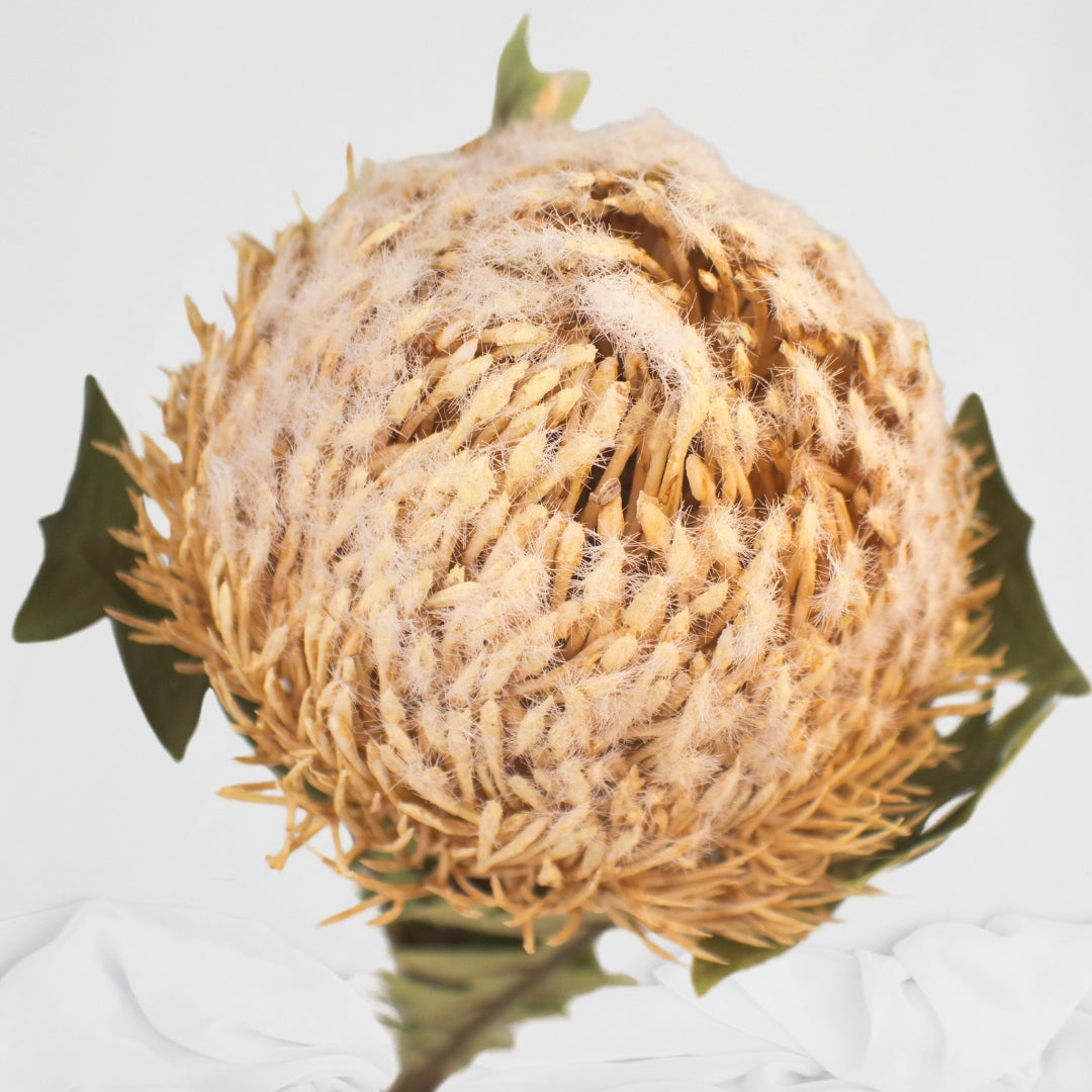 Cream Banksia Baxteri - Realistic Artificial Flowers