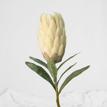 White Protea Stem / Pink Ice - Realistic Artificial Flowers