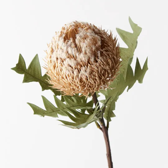 Cream Banksia Baxteri - Realistic Artificial Flowers