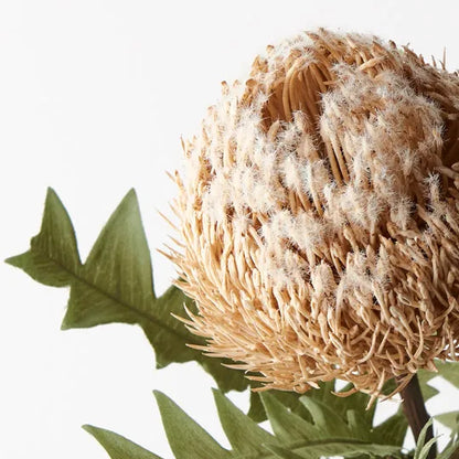 Cream Banksia Baxteri - Realistic Artificial Flowers