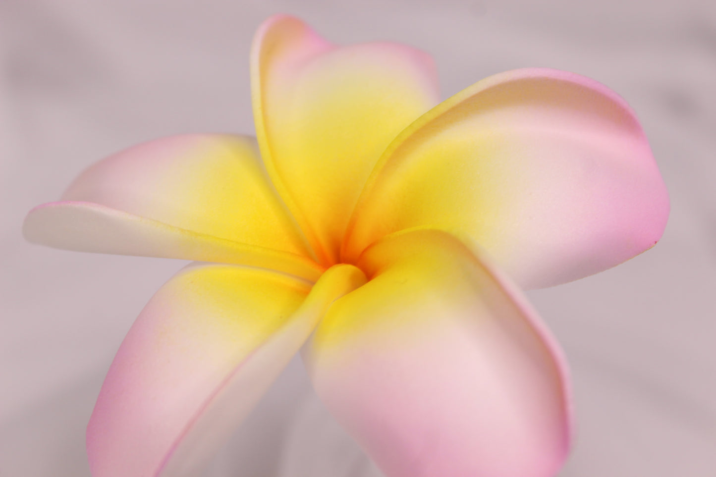 Soft Pink and Yellow Frangipani Real Touch ( 6 Pack ) - Realistic Artifical Flowers