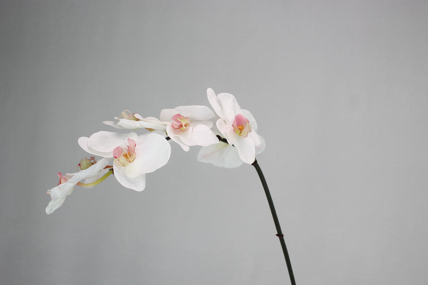 Phalaenopsis Stem - Realistic Artificial Flowers