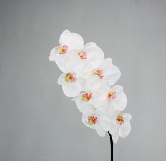 Phalaenopsis Stem - Realistic Artificial Flowers