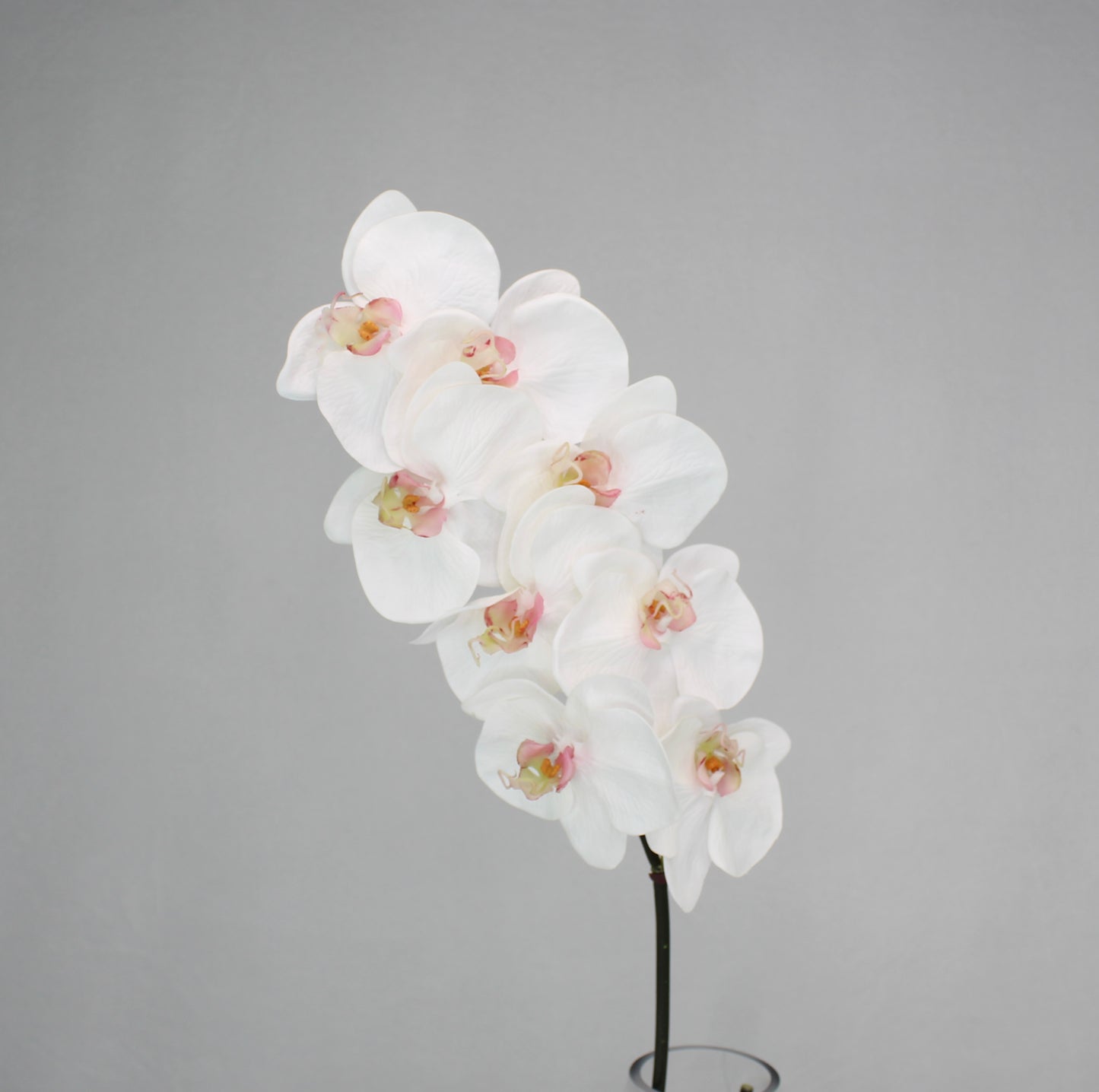 Phalaenopsis Stem - Realistic Artificial Flowers