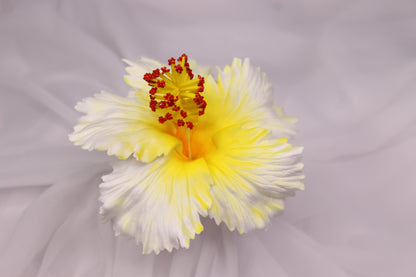 White and Yellow Hibiscus Real Touch Flowerhead ( 6 Pack ) - Realistic Artificial Flowers