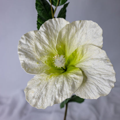 White Large Hibiscus closer look