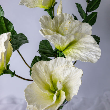 White Large Hibiscus