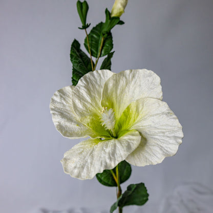 White Large Hibiscus