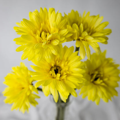 artificial Yellow Gerbera in glass vase top view