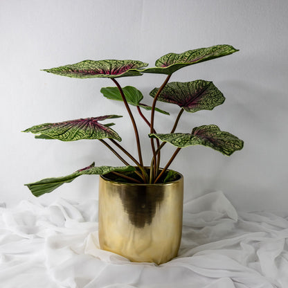 artificial Moss Green Caladium leaves in glass vase