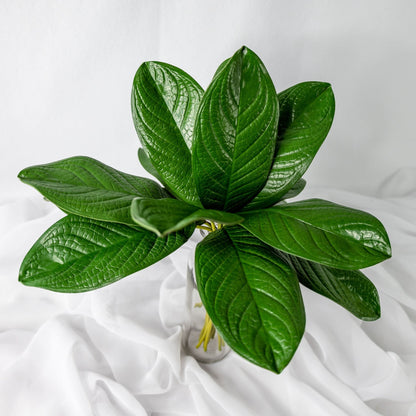 artificial Large Magnolia Leaves in glass vase