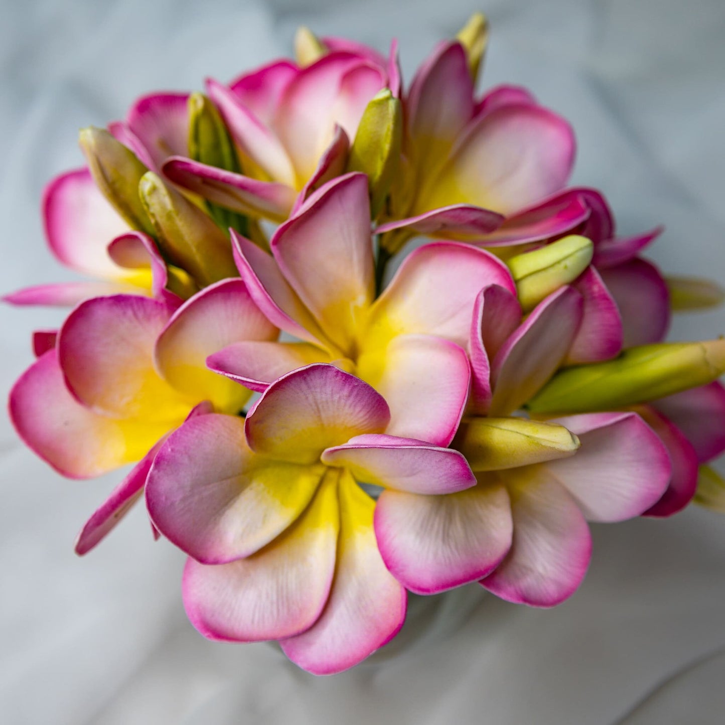 artificial Light Pink with Buds Frangipani Flowerhead top view