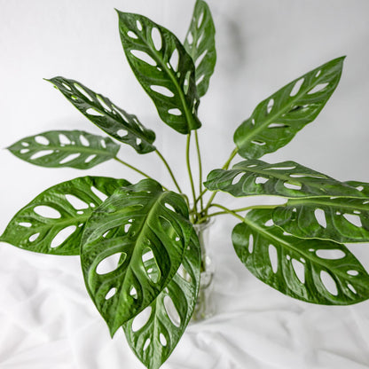 artificial Large Obliqua Leaves in glass vase closer look top view