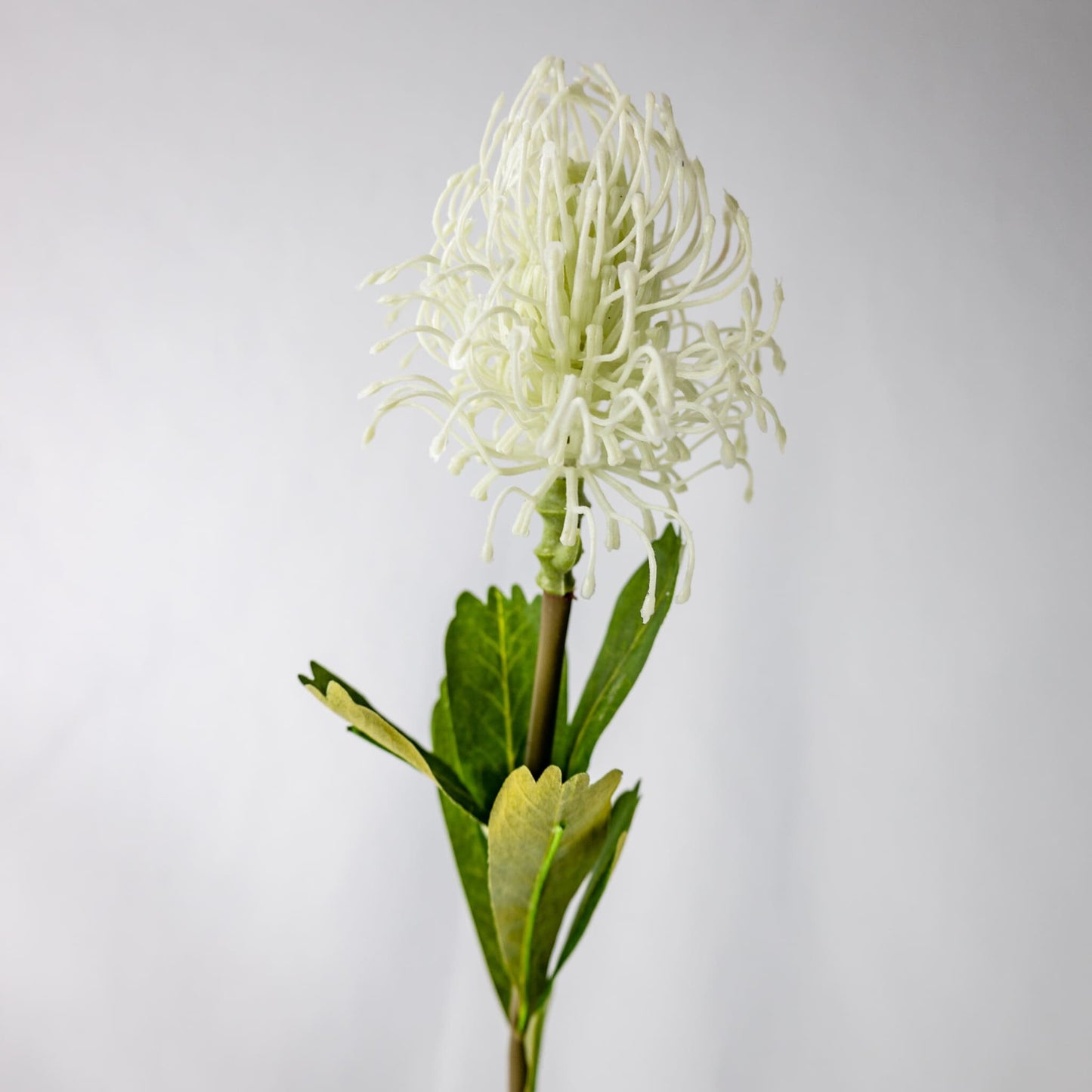 artificial White Leucospermum closer look