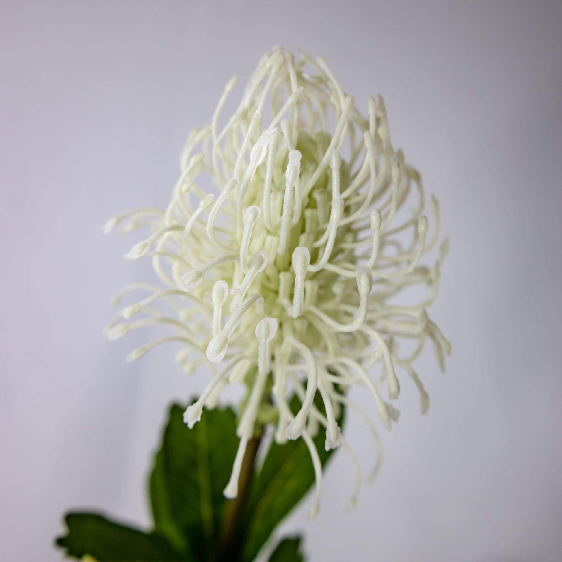 artificial White Leucospermum