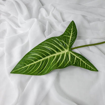 artificial Xanthosoma Leaf