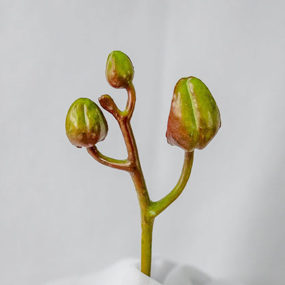 artificial phalae buds