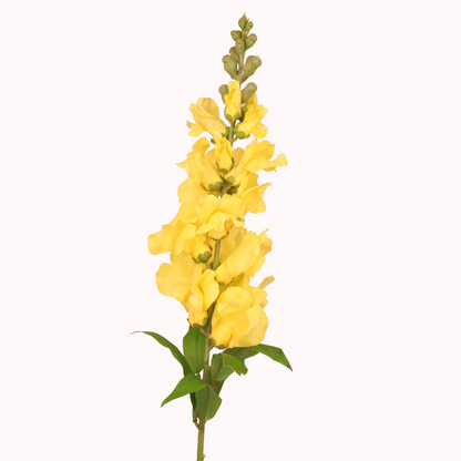 Yellow Snapdragon  - Realistic Artificial Flowers