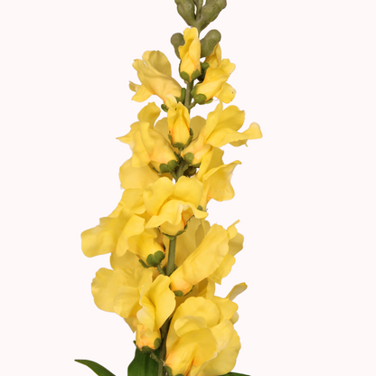 Yellow Snapdragon  - Realistic Artificial Flowers